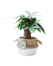 Kim Ngân Đơn × Cói Gcs - belovedbeyond.com