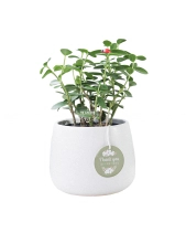 Hoya Tròn Nhật Bản - belovedbeyond.com