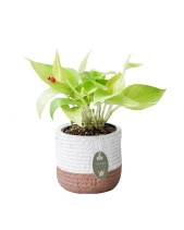 Cây Xanh Chậu Để Bàn  Của 9X Garden Tại Hồ Chí Minh  - D614850 - belovedbeyond.com