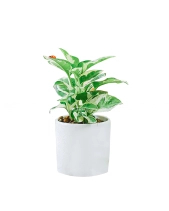 Cây Xanh Chậu Để Bàn  Của 9X Garden Tại Hồ Chí Minh  - D614851 - belovedbeyond.com