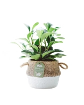 Trường Sinh × Cói Gcs - belovedbeyond.com