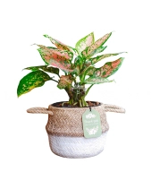 Vạn Lộc × Cói Gcs - belovedbeyond.com