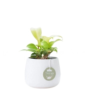 Trầu Bà Vàng × Kanso 10.0 - belovedbeyond.com