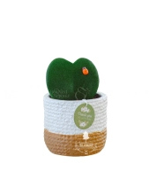 Hoya Tim × Teori - belovedbeyond.com