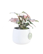 Môn Hồng × Kanso 10.0 - belovedbeyond.com