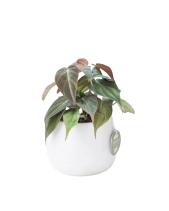 Trầu Bà Micans × Kanso 10.0 - belovedbeyond.com