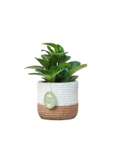 Trường Sinh × Teori - belovedbeyond.com