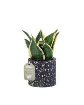 Lưỡi Hổ × Ami 10.0 - belovedbeyond.com
