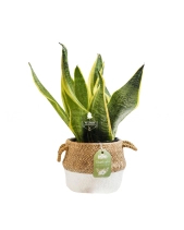 Lưỡi Hổ × Cói Gcs - belovedbeyond.com