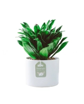 Cây Xanh Chậu Để Bàn  Của 9X Garden Tại Hồ Chí Minh  - D614849 - belovedbeyond.com