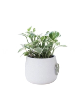 Trầu Bà Cẩm Thạch × Kanso 10.0 - belovedbeyond.com