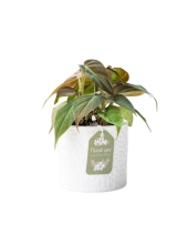 Trầu Bà Micans × Ami 10.0 - belovedbeyond.com