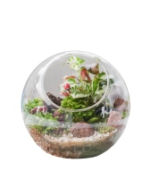 Tiểu Cảnh Terrarium - Tropical Forest 2 - belovedbeyond.com