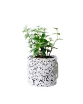 Hoya Tròn × Ami 10.0 - belovedbeyond.com