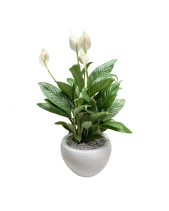 Lan Ý - belovedbeyond.com