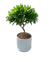 Trúc Bách Hợp [Pleomele Verde] - belovedbeyond.com