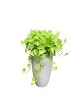 Trầu Bà Thái Vàng - belovedbeyond.com