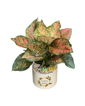Vạn Lộc - belovedbeyond.com