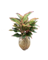 Phú Quý Thủy Sinh - belovedbeyond.com