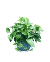 Trầu Bà Thái Xanh Chậu Kim Cương - belovedbeyond.com