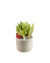 Lưỡi Hổ - belovedbeyond.com