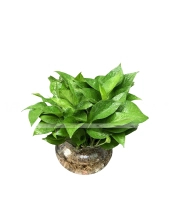 Tươi Mới - belovedbeyond.com