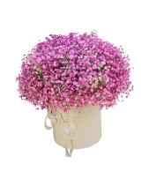 Hộp Hoa Baby Hồng - belovedbeyond.com
