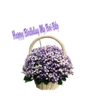 Shop Hoa 54 | Hoa 130 - belovedbeyond.com