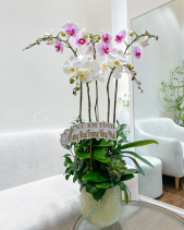 Giàu Sang - belovedbeyond.com