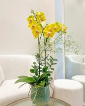 Tài Lộc - belovedbeyond.com