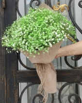 Bó Baby Xanh Lá Gói Giấy Bố - belovedbeyond.com