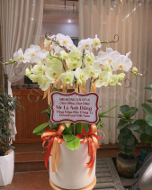 Lẵng Hoa Lan Chúc Mừng - belovedbeyond.com