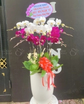 Lan Hồ Điệp - belovedbeyond.com