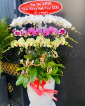 Lan Hồ Điệp 15 Cành - belovedbeyond.com