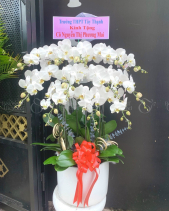 Lan Hồ Điệp Trắng - belovedbeyond.com