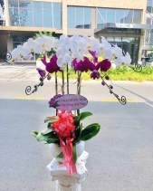 Lan Hồ Điệp 5 Cành - belovedbeyond.com