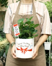 Quà Tặng Cây Xanh Cho Khai Trương Hồng Phát- Set 2 - belovedbeyond.com