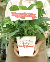 Quà Tặng Cây Xanh Cho Khai Trương Hồng Phát- Set 4 - belovedbeyond.com