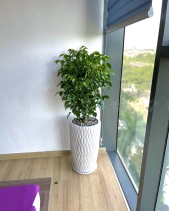 Hạnh Phúc Bụi Lv2 - belovedbeyond.com