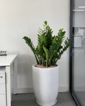 Kim Tiền Chậu Men L1 - belovedbeyond.com