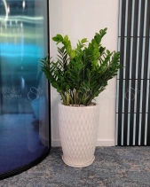 Kim Tiền (L) - belovedbeyond.com