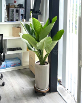 Đại Phú Chậu Men - belovedbeyond.com