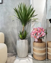 Phát Tài Núi - belovedbeyond.com