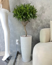 Trúc Bách Hợp - belovedbeyond.com