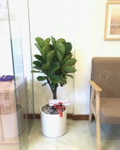 Bàng Singapore - belovedbeyond.com