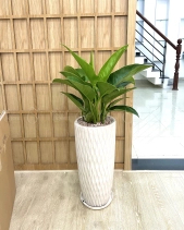 Đế Vương Xanh [Philodendron Imperial Green] - belovedbeyond.com
