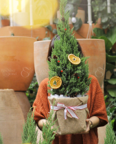 Cây Sơn Tùng - Size M - Gói Túi Bố - belovedbeyond.com