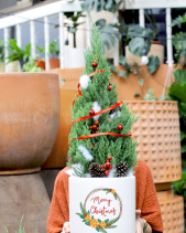 Cây Sơn Tùng - Size M - Chậu Men In - belovedbeyond.com