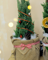 Cây Sơn Tùng - Size S - Gói Túi Bố - belovedbeyond.com