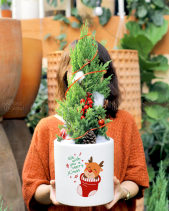 Cây Sơn Tùng - Size S - Chậu Men In - belovedbeyond.com